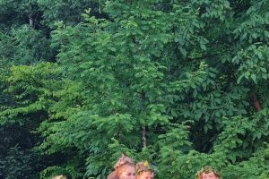 "Ein Sommernachtstraum" im Juni 2025